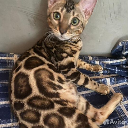 Бенгальская