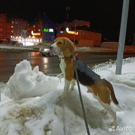 Щенок - подросток бигль мальчик шоу класса