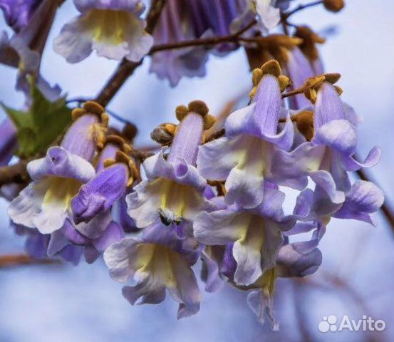 Павловния войлочная Императорская купить в Волгограде | Товары для дома ...