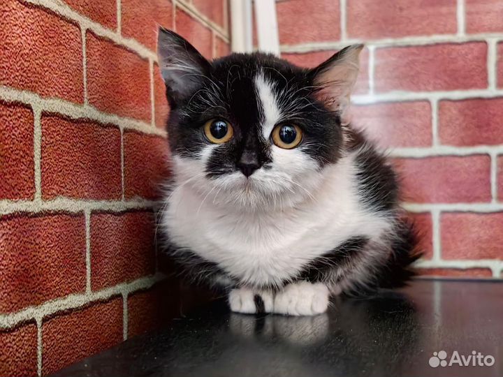 Котенок-девочка в добрые руки