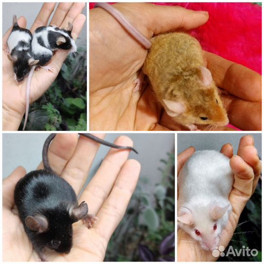 Сатиновые мыши Рекс Тан Тигр розетка сфинкс