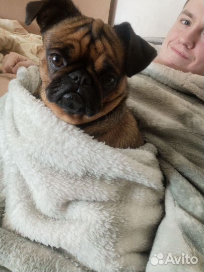 Пти брабансон в добрые руки, девочка