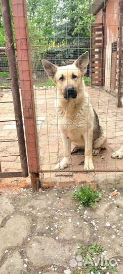 Продаётся девочка вео с документами 3 года