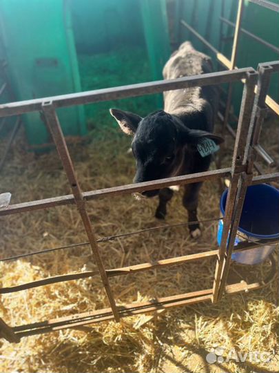 Телята бычки племенные с доставкой