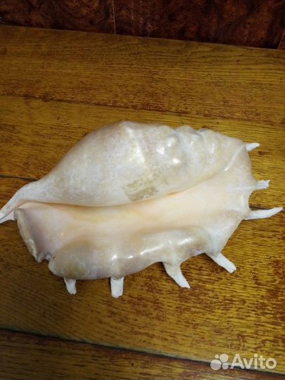 Раковины морские большие,разные