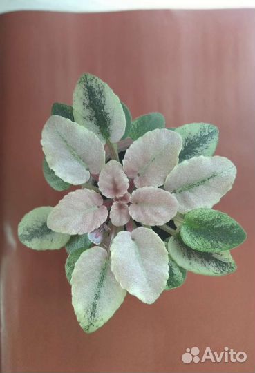 Фиалки мини