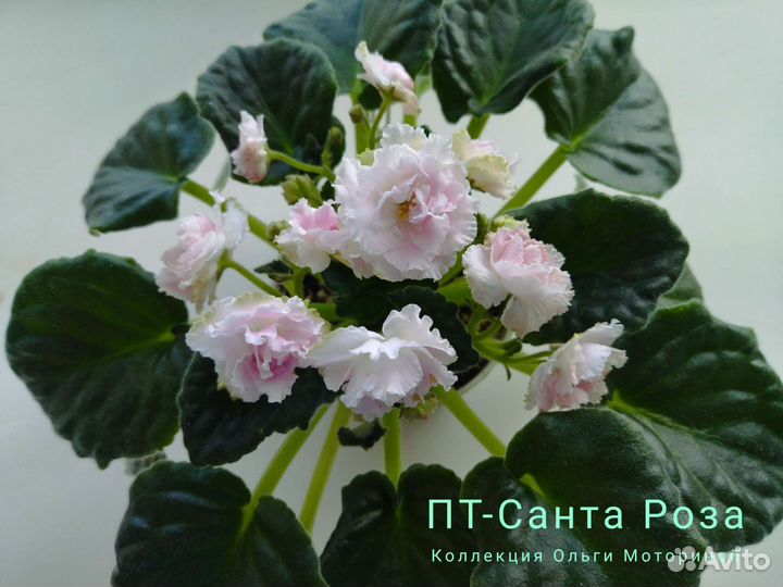 Детки сортовых фиалок
