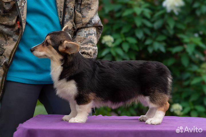 Вельш-корги пемброк