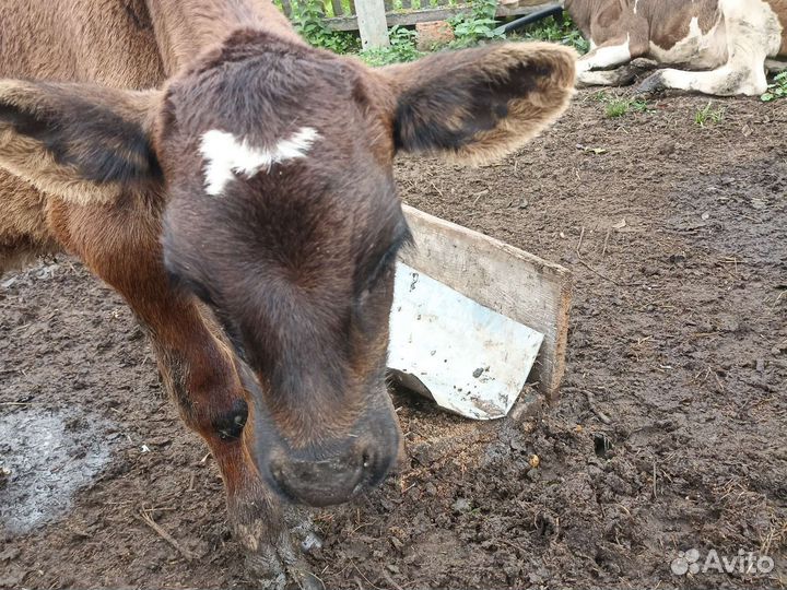 Телята телки