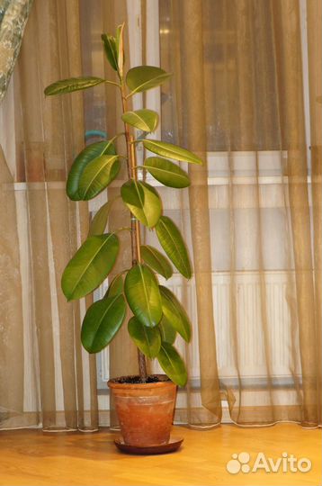 Фикус каучуконосный (Ficus Elasatica)