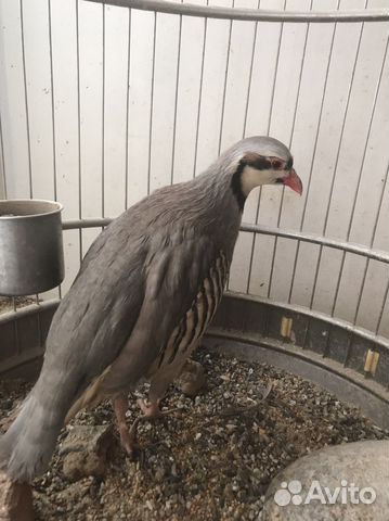 Кеклик. Бедана.бентамки курочки фазаны