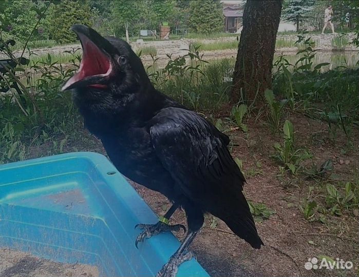 Самая преданная птица