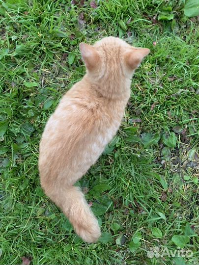 Котенок в добрые руки