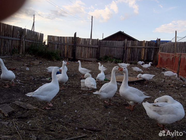 Гуси живьем