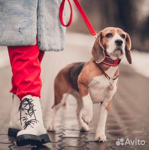 Ошейники для собак