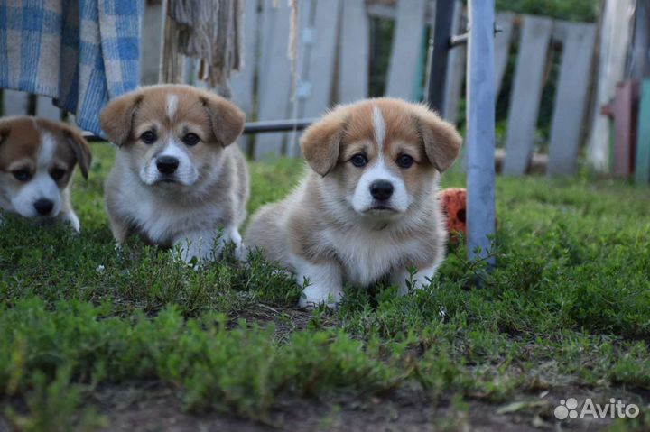 Продам щенка пемброка