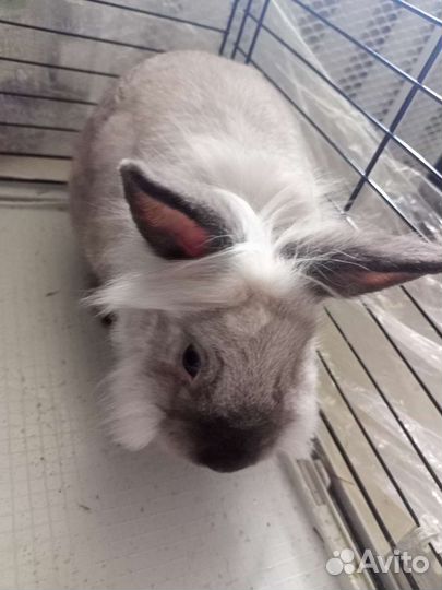 Декоративные кролики