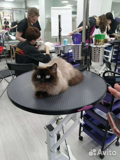 Хайленд скоттиш