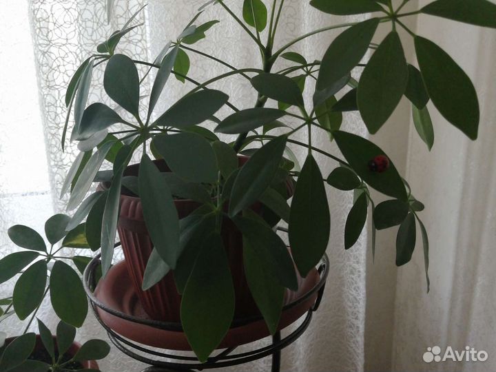 Цветок шефлера