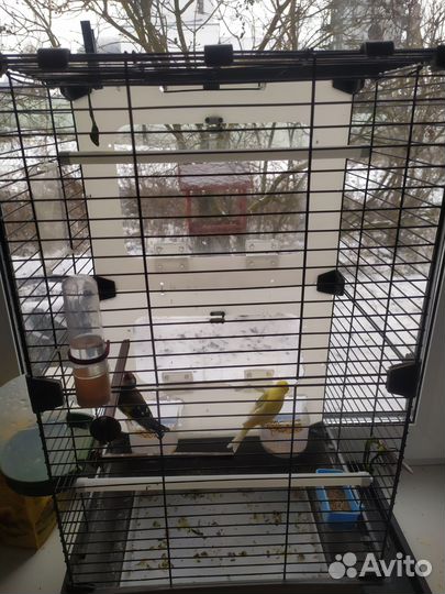 Певчий кенор и щегол