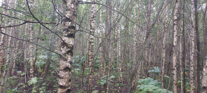 Участок 42 сот. (СНТ, ДНП)