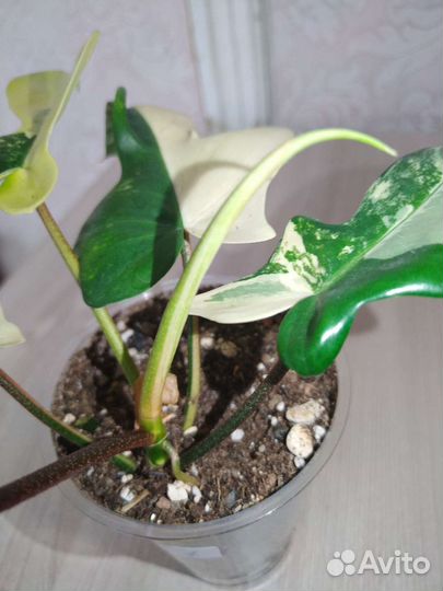 Филодендрон