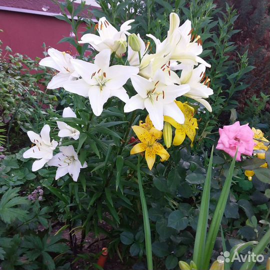 Белая лилия луковицы и желтая