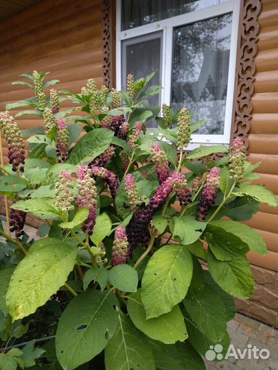 Экзотика цветы лаконос американский Лекарственное