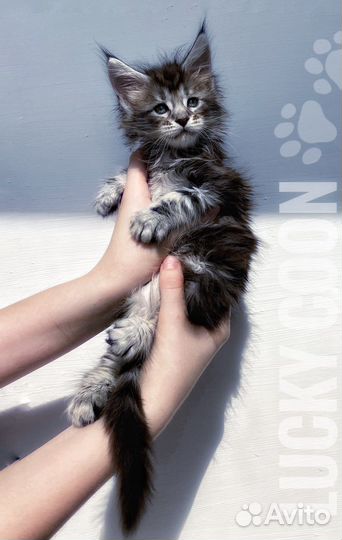 Кошечка мейн-кун питомник. бронирование
