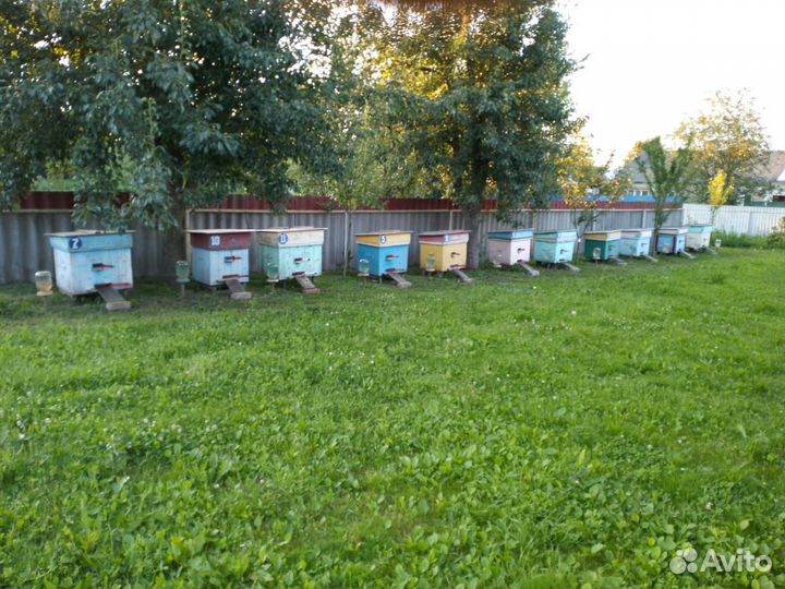 Пчелы с ульями