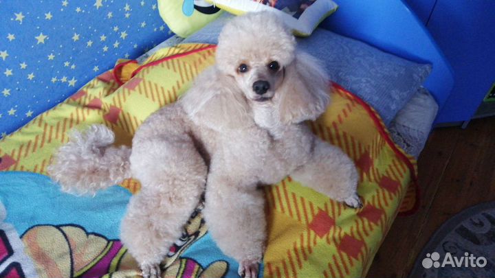 Вязка пудель кобель