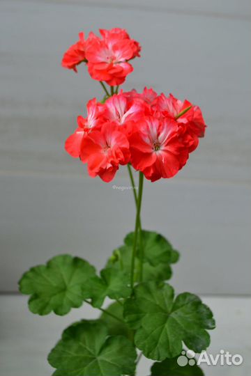 Пеларгония зональная 