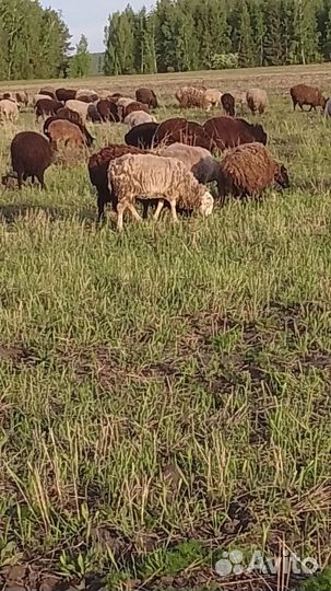 Бараны живым весом