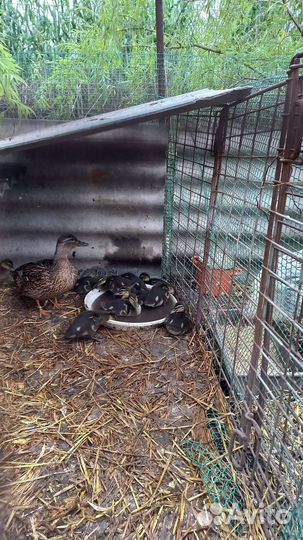 Утята Кряквы