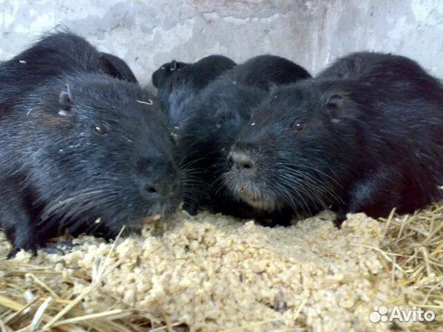 Продаю семью нутрий