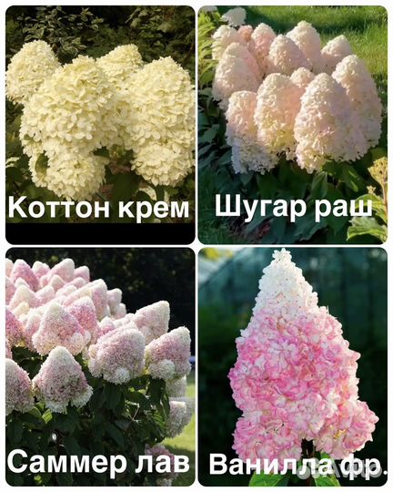 Гортензия метельчатая