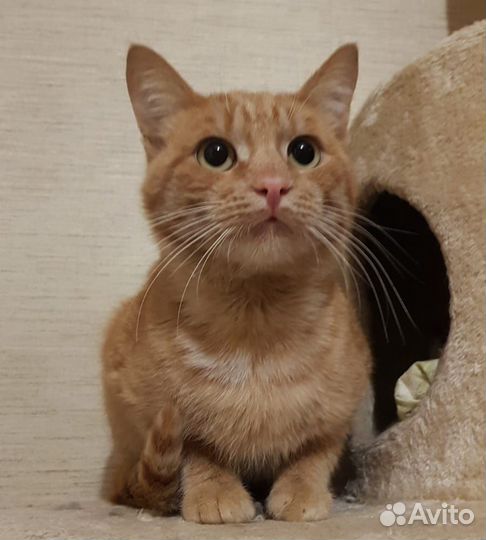 Рыжее счастье ищет свой дом