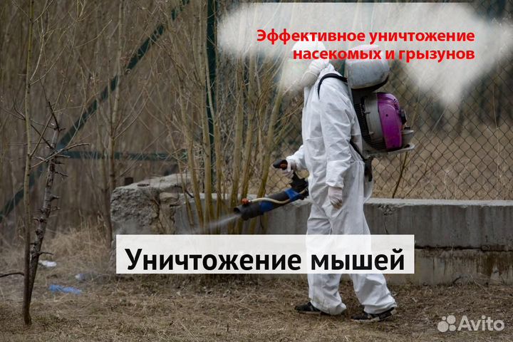 Уничтожение клопов тараканов грызунов блох плесени