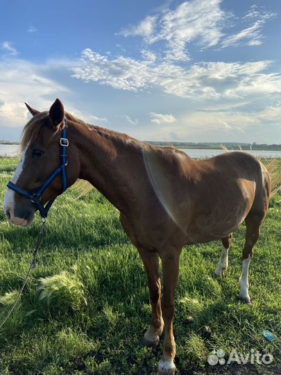 Продам кобылу