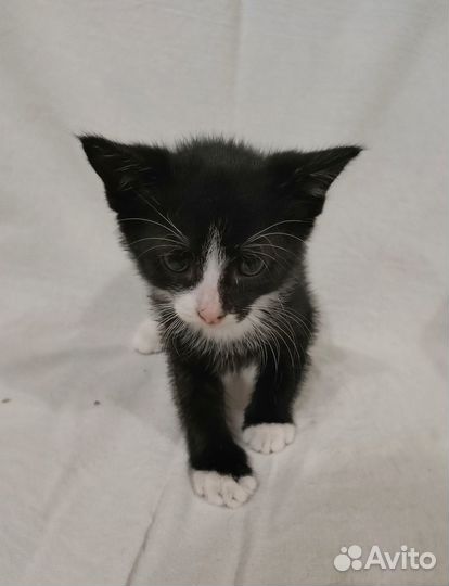 Котенок мальчик бесплатно