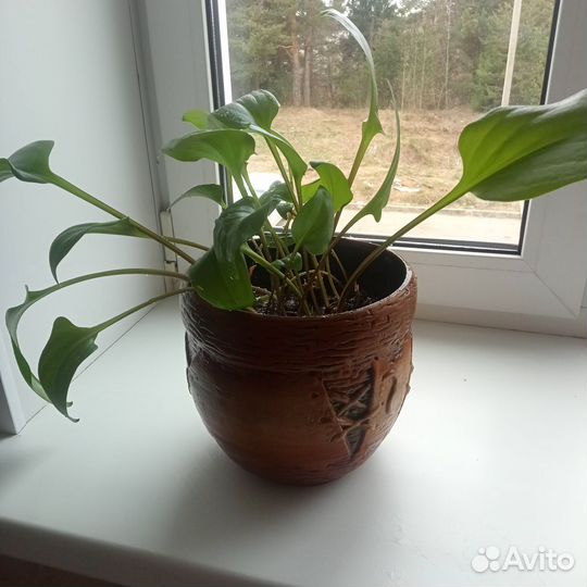 Цветы домашние