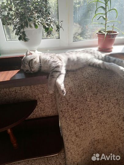 Шотландский вислоухий кот