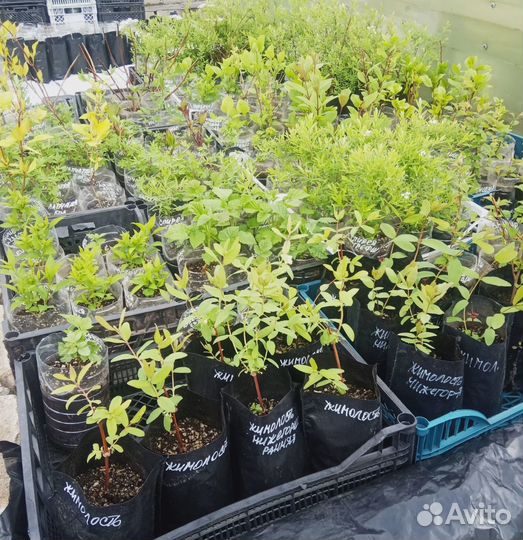 Овощная и цветочная рассада, кустарники