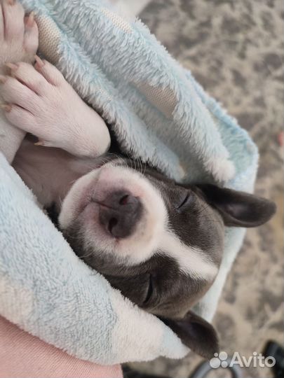 Щенок Амстафф