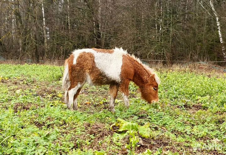 Продам мини Шетлендских жеребчиков