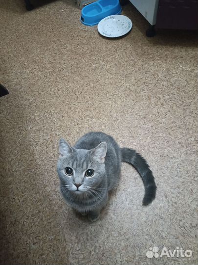 Котик в дар