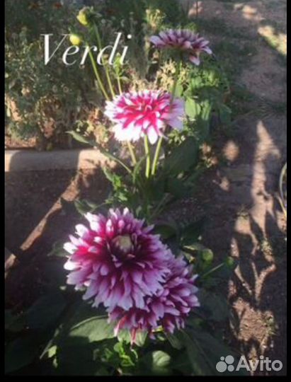 Георгины Канны