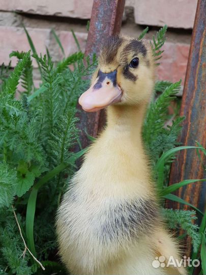 Утята гусята