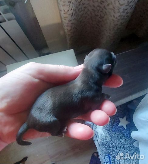 Маленькая собака чихуахуа