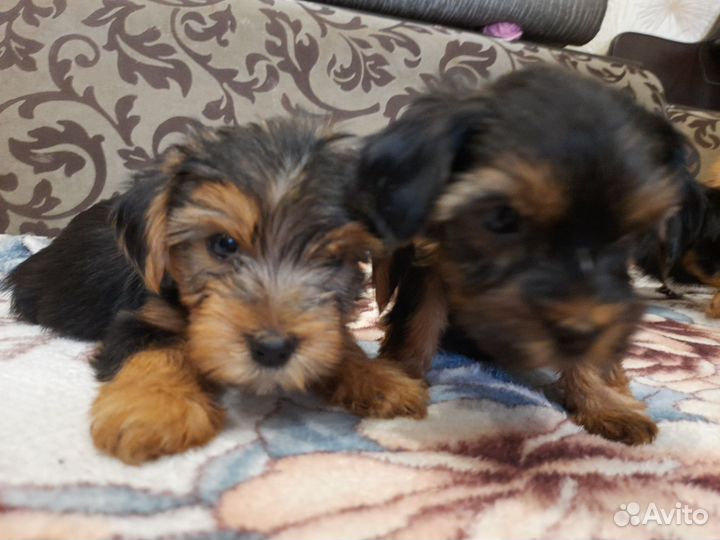 Йоркширский терьер щенки